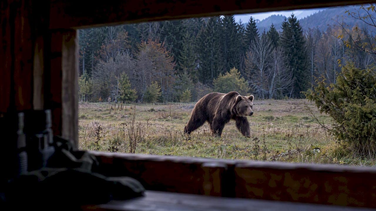Tur wildlife Zărnești: ce tipuri de observare etică poți face